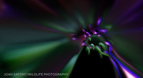 1015487_10204205564599150_3321103006689264102_o