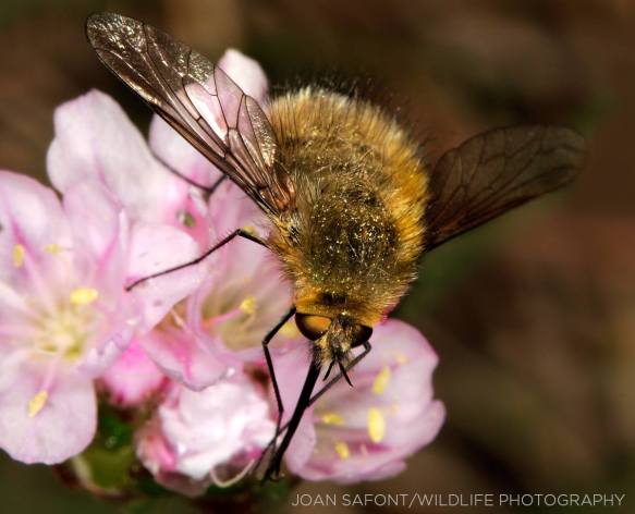 10257946_10204138796329985_2337763959195311672_o