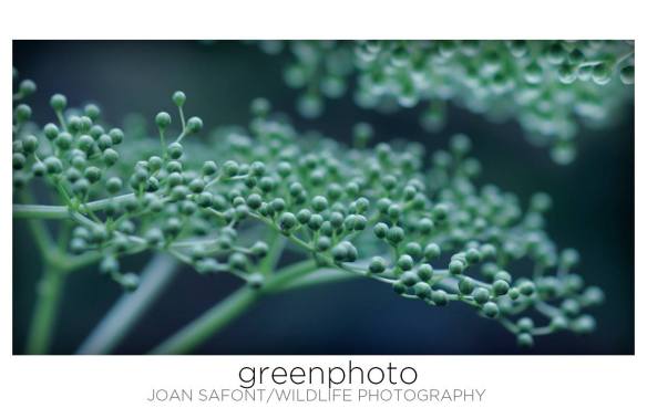 10317782_10204194175794437_2871688989657496085_o