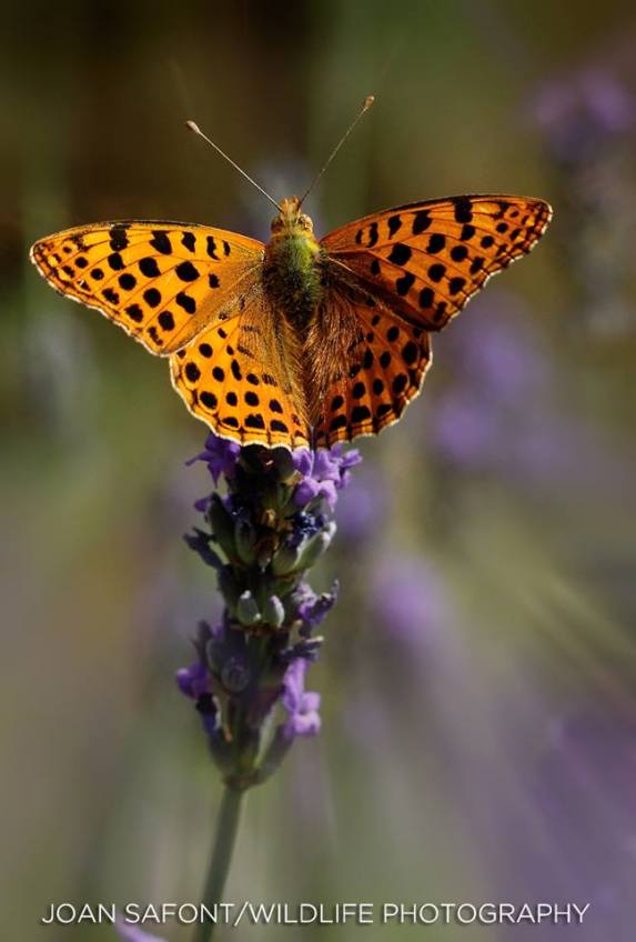 10354244_10204789101187200_5553357192967418777_n