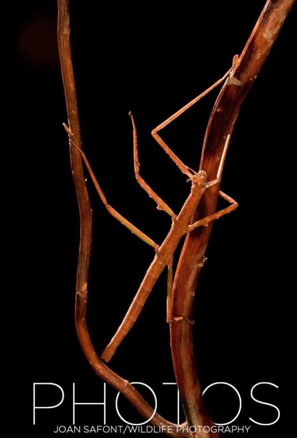 10402850_10204537573339161_5756682076662749765_n