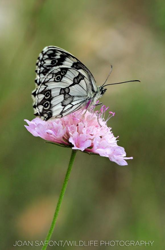 10505445_10204764512652502_2814829601894289413_n