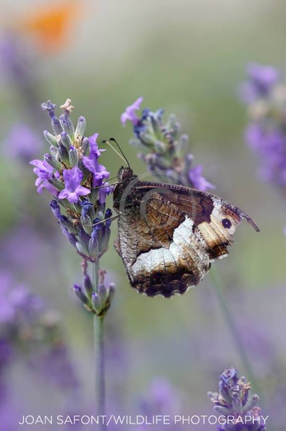 10509507_10204786603484759_3933387935206883058_n