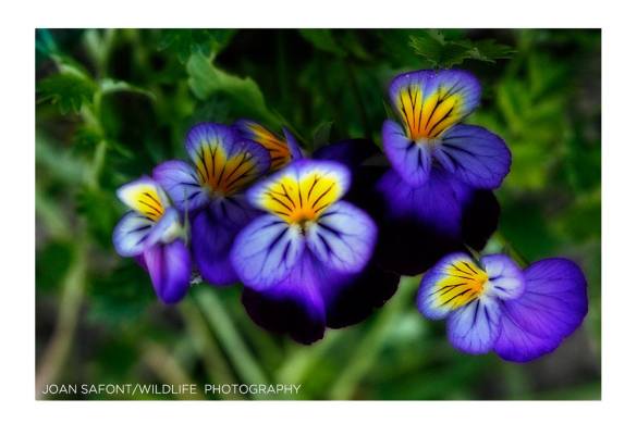 10514273_10204762585364321_1613374333965259833_o