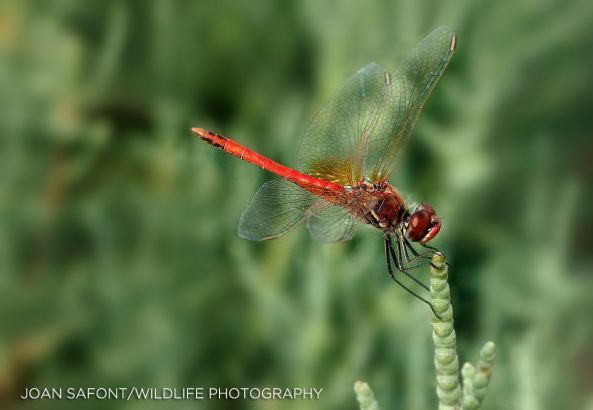 10669356_10205258124312485_1458310968722954784_o