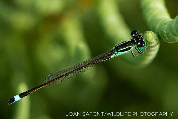 10841851_10206377845064804_1422772623957111371_o