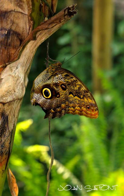 11110867_10207117289630456_7118264331459770249_n