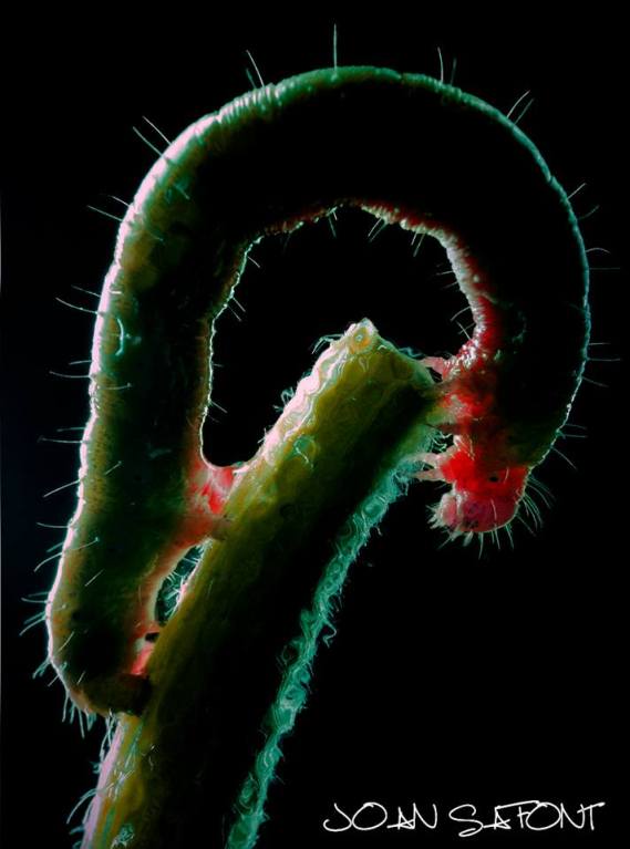 1508560_10206224991443559_4941939133701250266_n