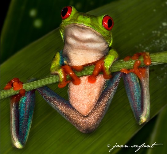 601711_10201370445482944_23581161_n