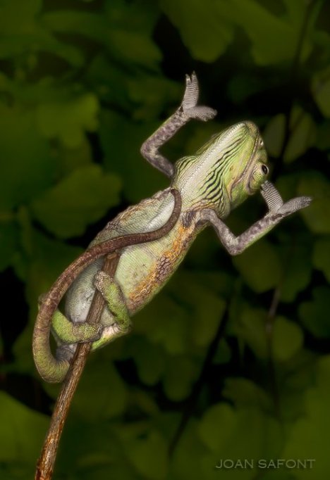 68775_1686003789777_5971642_n