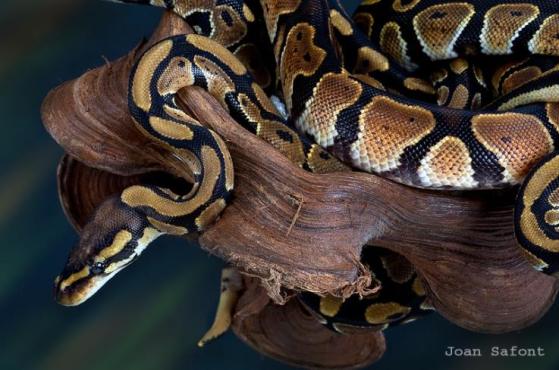 988897_10204389351553709_989813747965078671_n