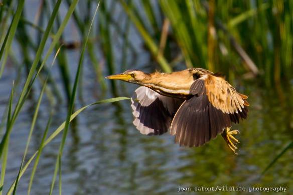 1049118_10201991972540732_1633912210_o