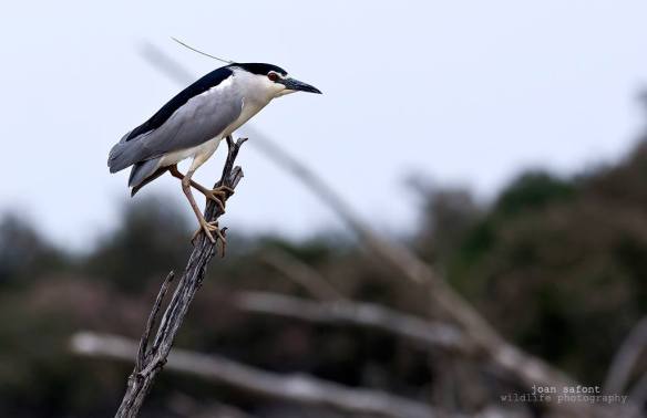 1064013_10201888602116536_188384209_o