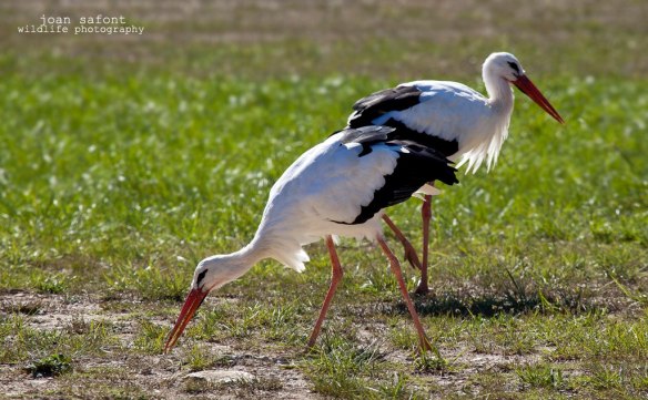 289848_4782970852018_774519665_o