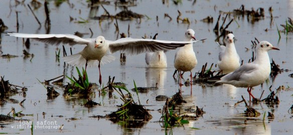 324242_4788251704036_626171510_o