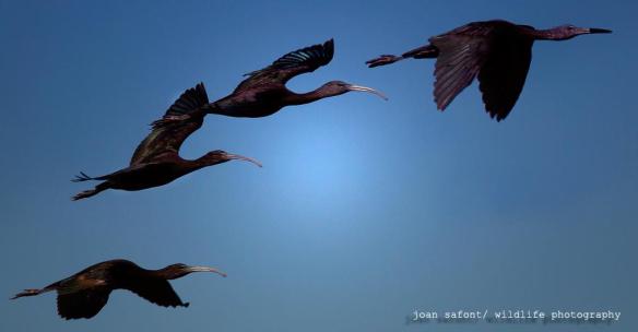 479376_10201418208116980_681413366_o