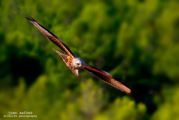 528920_4425442554034_505342403_n