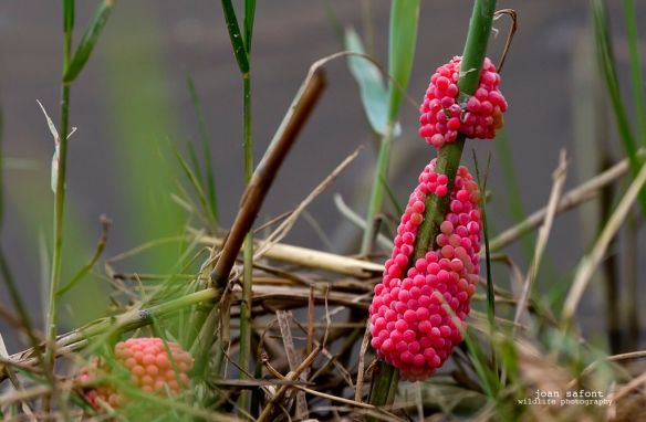 55168_4745819803265_273297357_o