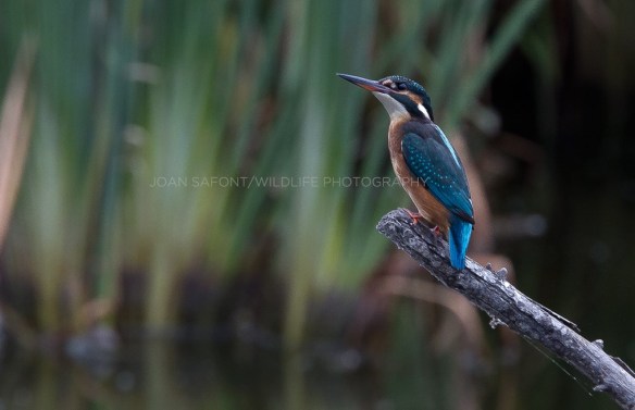 664282_10203537810185707_967515164_o