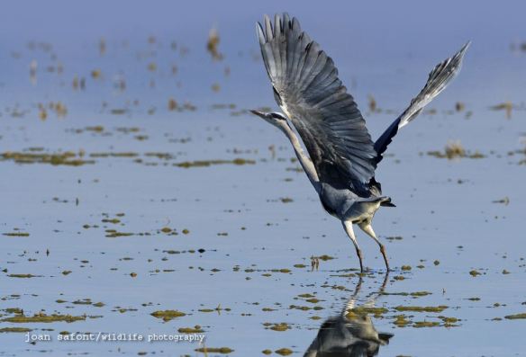 739845_10200366270219190_1580847226_o