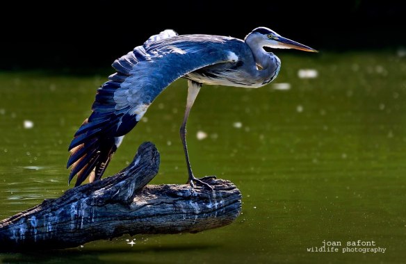 885288_10201147532990271_223419102_o