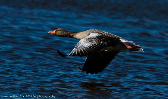 894676_10201046188216715_1184752360_o-1