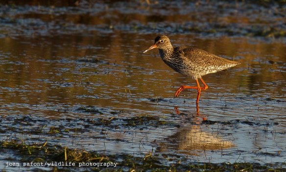 905281_10201255276763798_1902348536_o