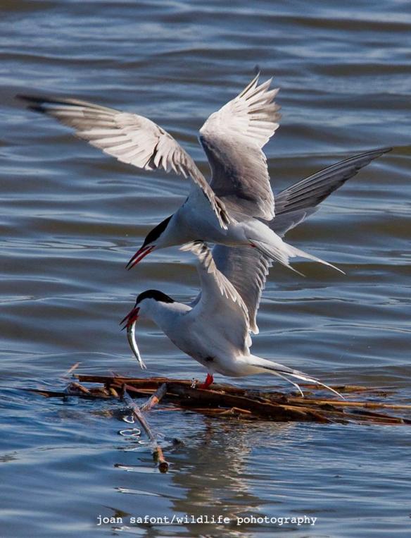 943471_10201508702459282_345127134_n