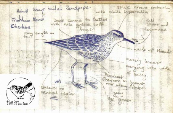 birding-note-book-1982-sharp-tailed-sandpiper-copy