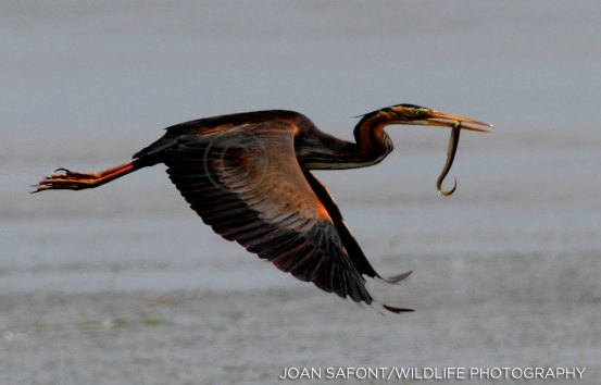 10368379_10204297213890325_2321214055452817586_o