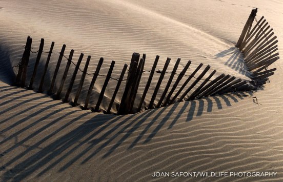 10636495_10205128669356192_7835908352090277683_o