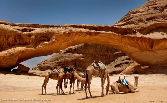 1465203_10203144233826544_1252165312_n