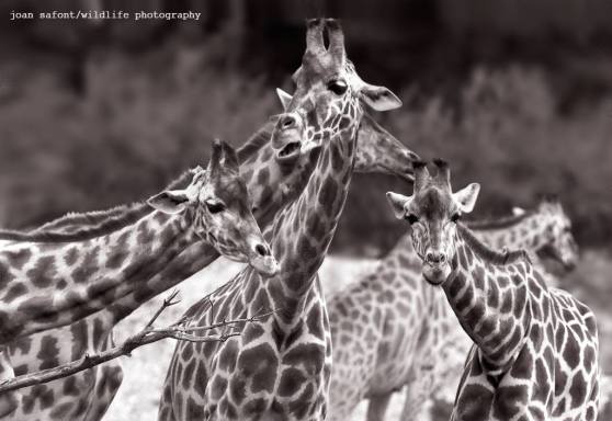 1486036_10203116997425651_1607580203_o