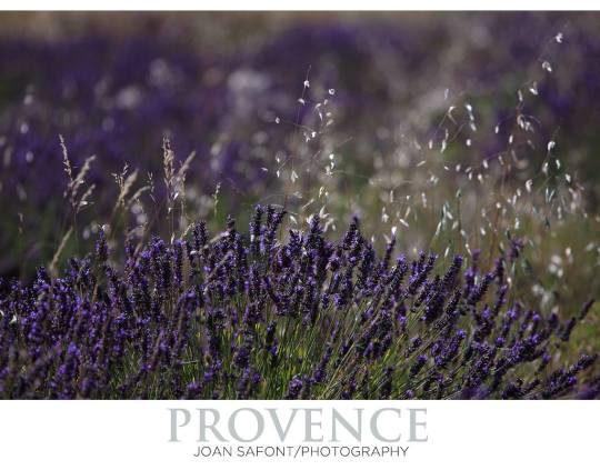 1962266_10205100774818846_1248604377536725265_o