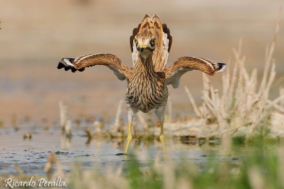 Alcaraban-amenazando