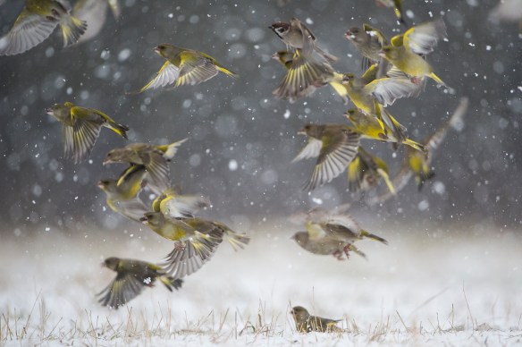 Verderones fotonikon-35864