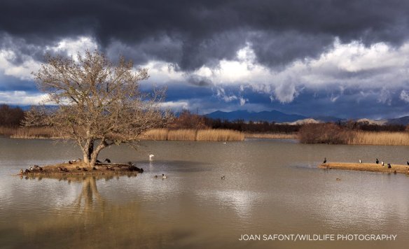 10547821_10205207370683676_8950738543979671032_o