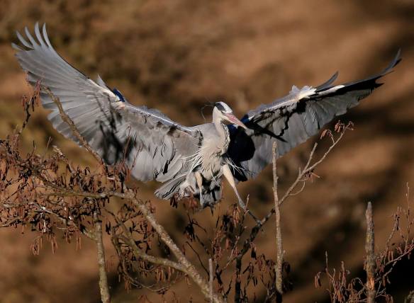 15052100_1185395531541444_276306679_o