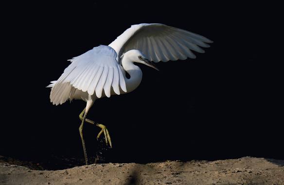 15053264_1185395998208064_1509989213_o