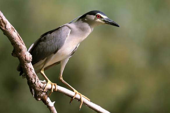 15053422_1185398151541182_50634621_o