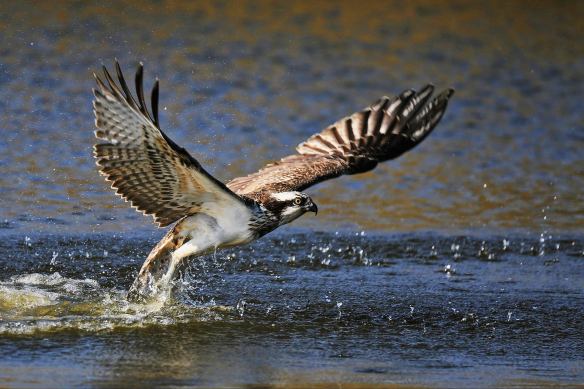 15060238_1185414458206218_818341726_o