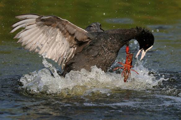 15060280_1185395951541402_1593463008_o