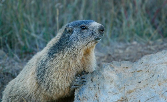 marmota_closeup 2